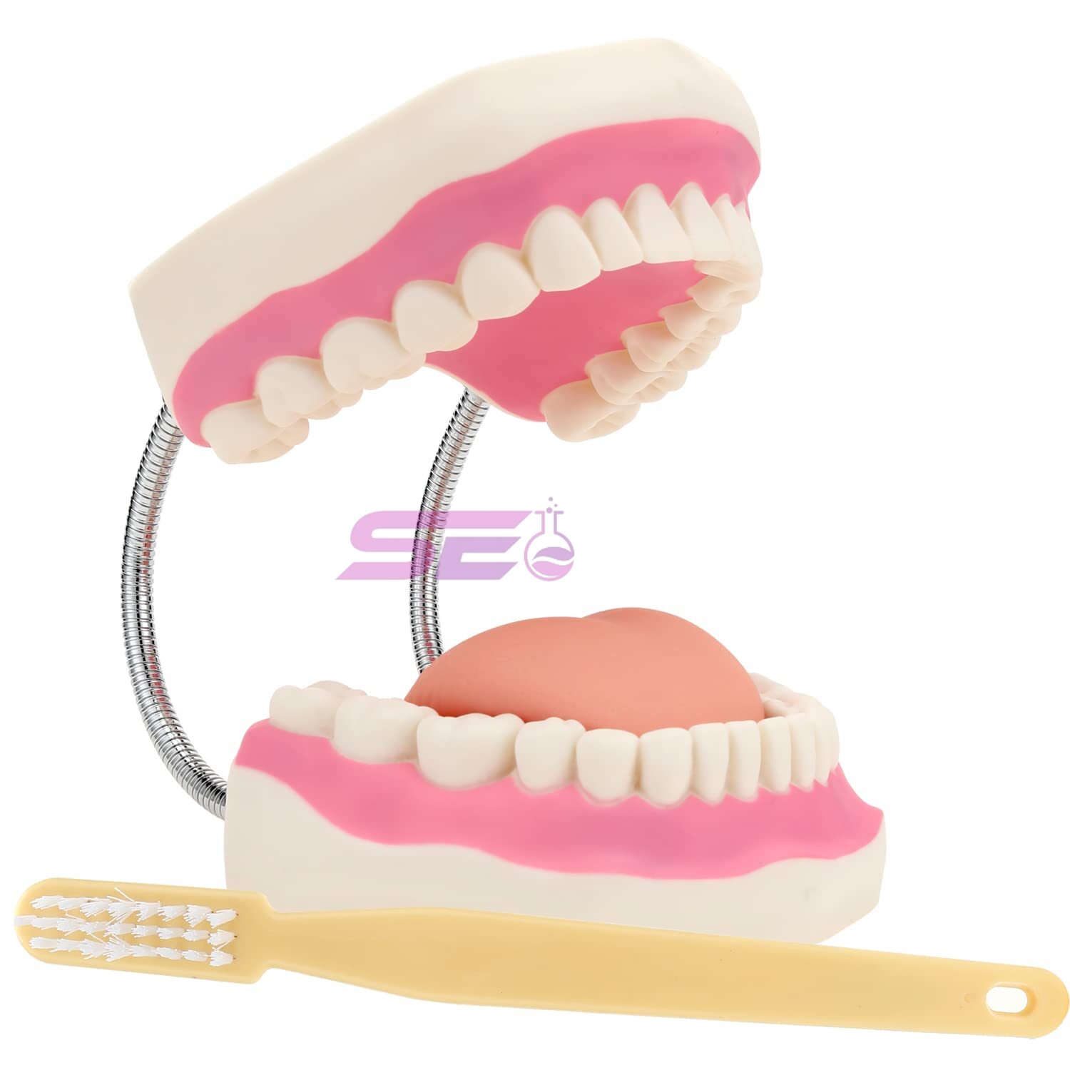 Oral Hygiene Model